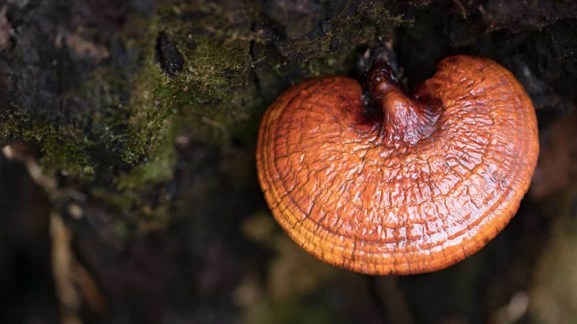 reishi mushroom